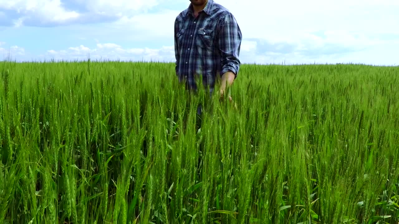 Stock Video Peasant Walking Through A Wheat Field Live Wallpaper