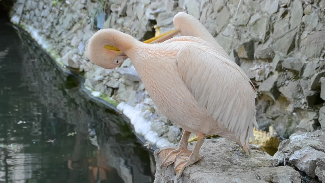 Stock Video Pelican Cleaning By A Pond Live Wallpaper