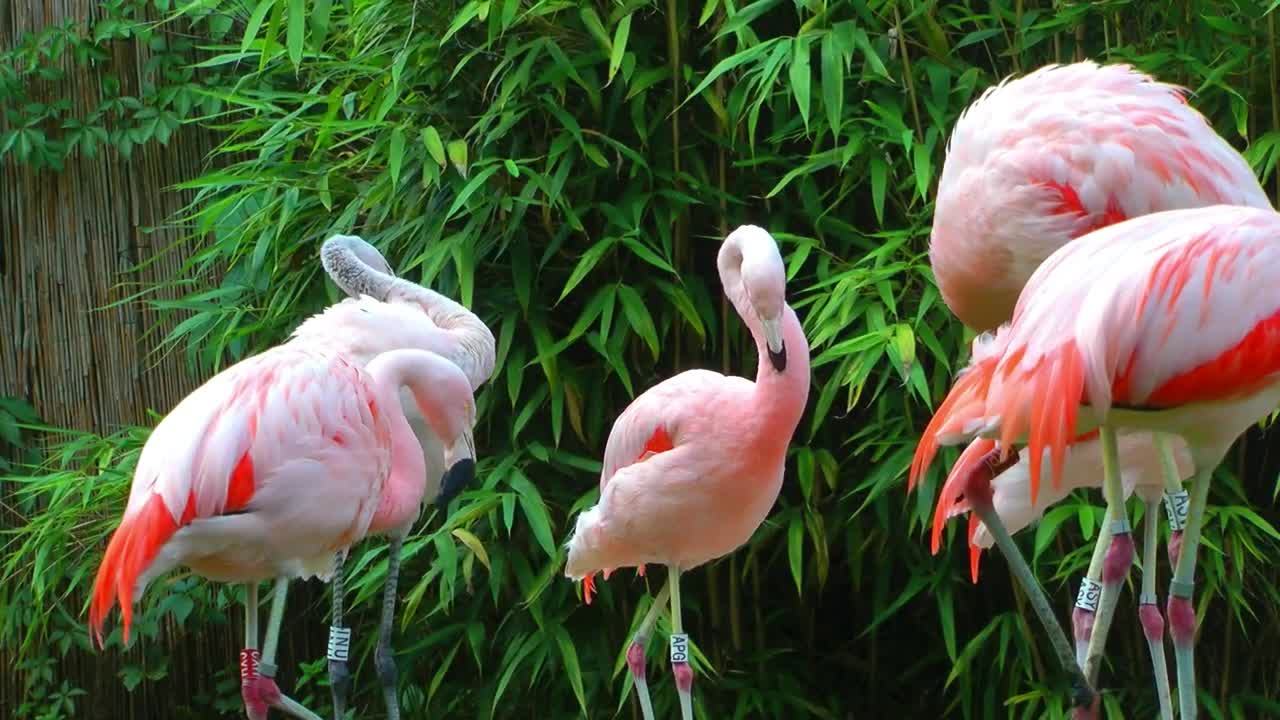 Stock Video Pelicans In Group Live Wallpaper