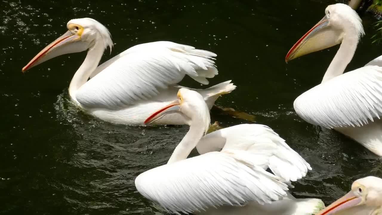 Stock Video Pelicans Swim In The Water Live Wallpaper