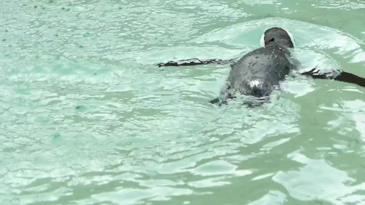 Stock Video Penguin Swimming In The Water Live Wallpaper