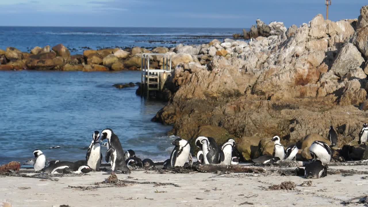 Stock Video Penguins On The Beach Live Wallpaper
