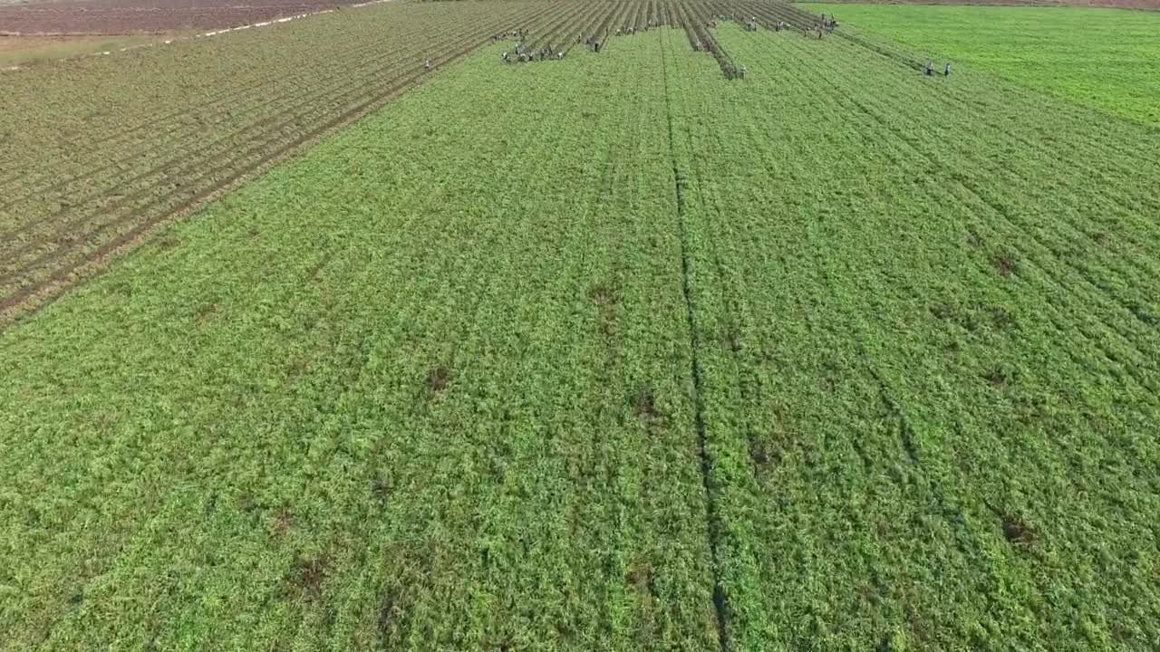 Stock Video People Harvesting In A Large Agricultural Field LargeLive Wallpaper