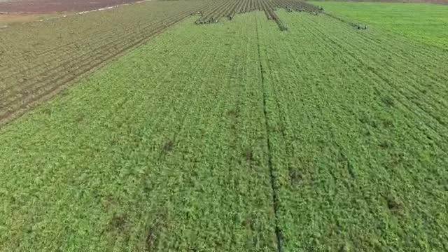 Stock Video People Harvesting In A Large Agricultural Field Live Wallpaper