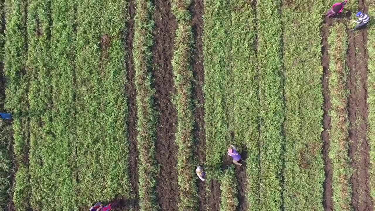 Stock Video People Harvesting In The Crop Field Live Wallpaper