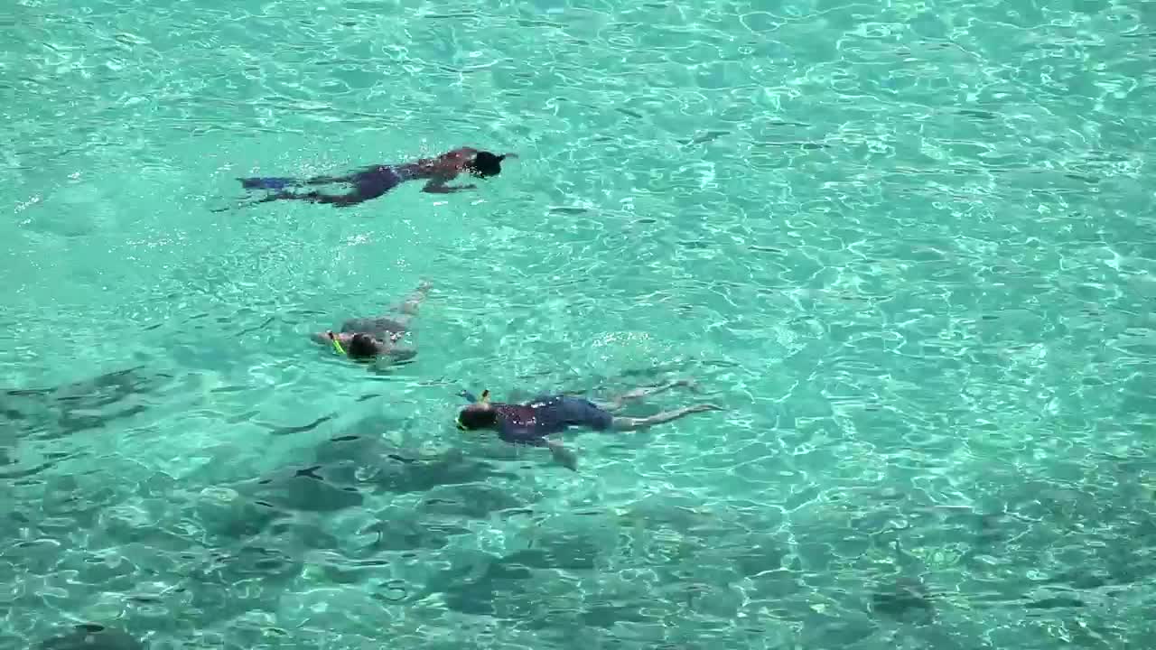 Stock Video People Snorkeling On Crystal Clear Waters Live Wallpaper