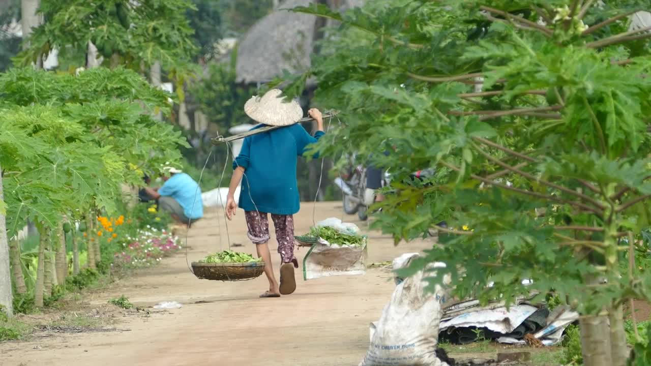 Stock Video People Working In Agriculture Fields In Vietnam Live Wallpaper