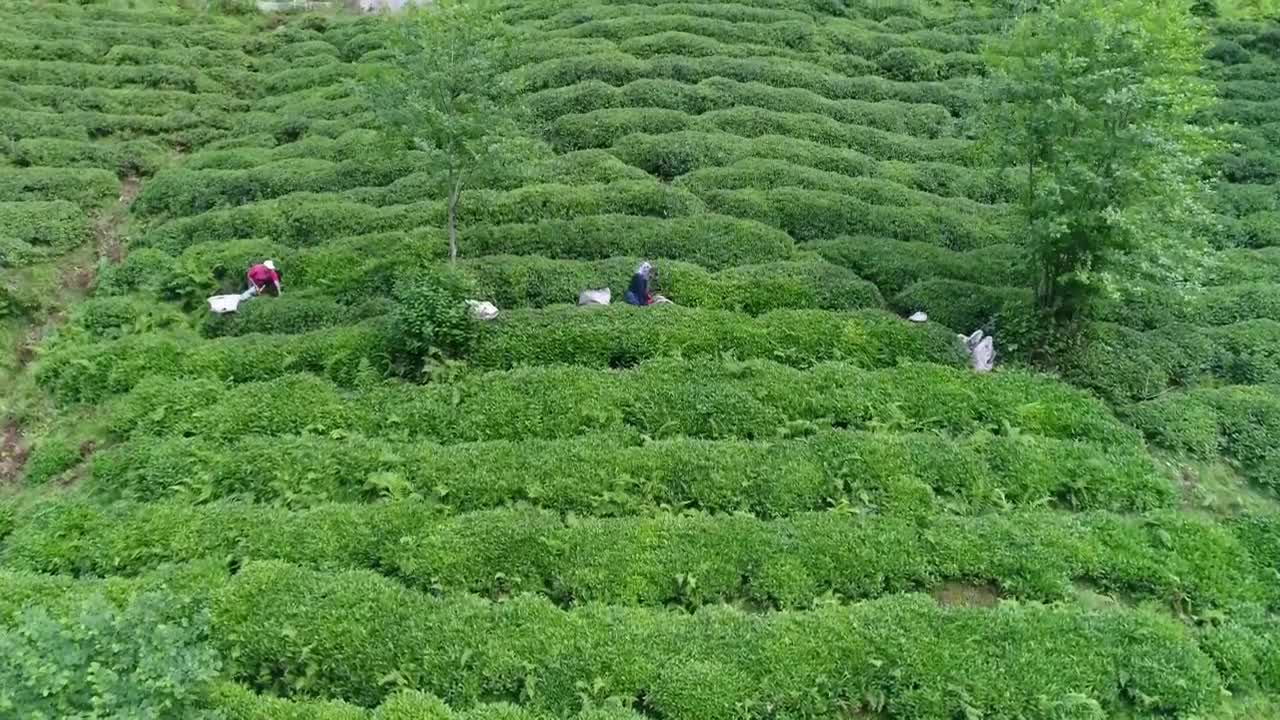 Stock Video People Working On A Terrace Live Wallpaper