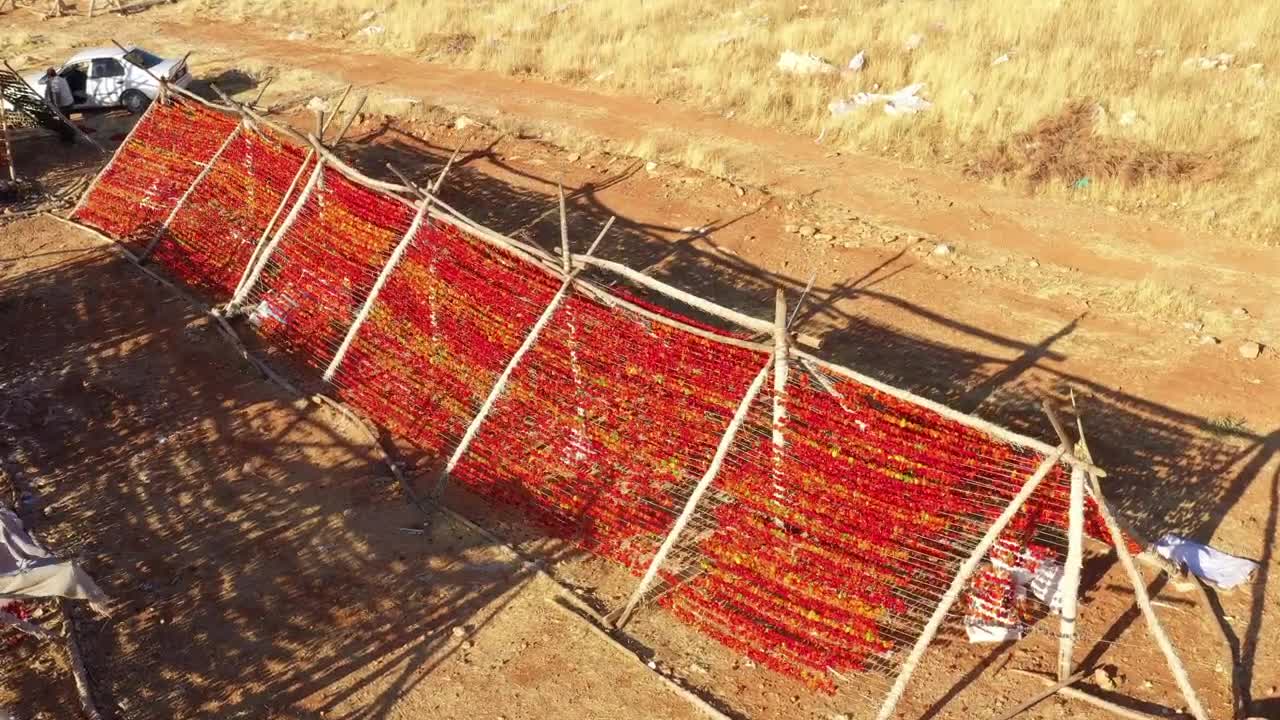 Stock Video Peppers Being Dried After Harvest Live Wallpaper