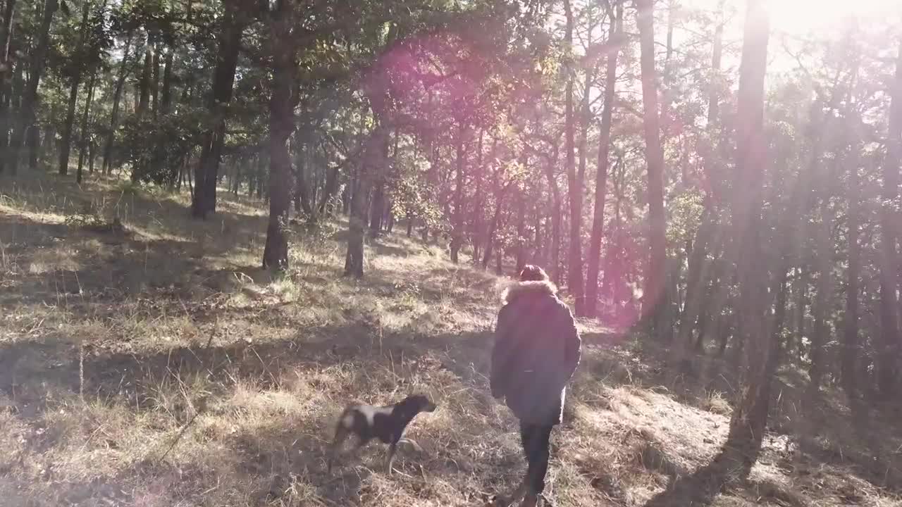 Stock Video Person And Dog Walk Among Trees Live Wallpaper