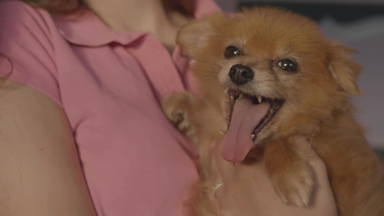 Stock Video Person Carrying A Little Dog Live Wallpaper