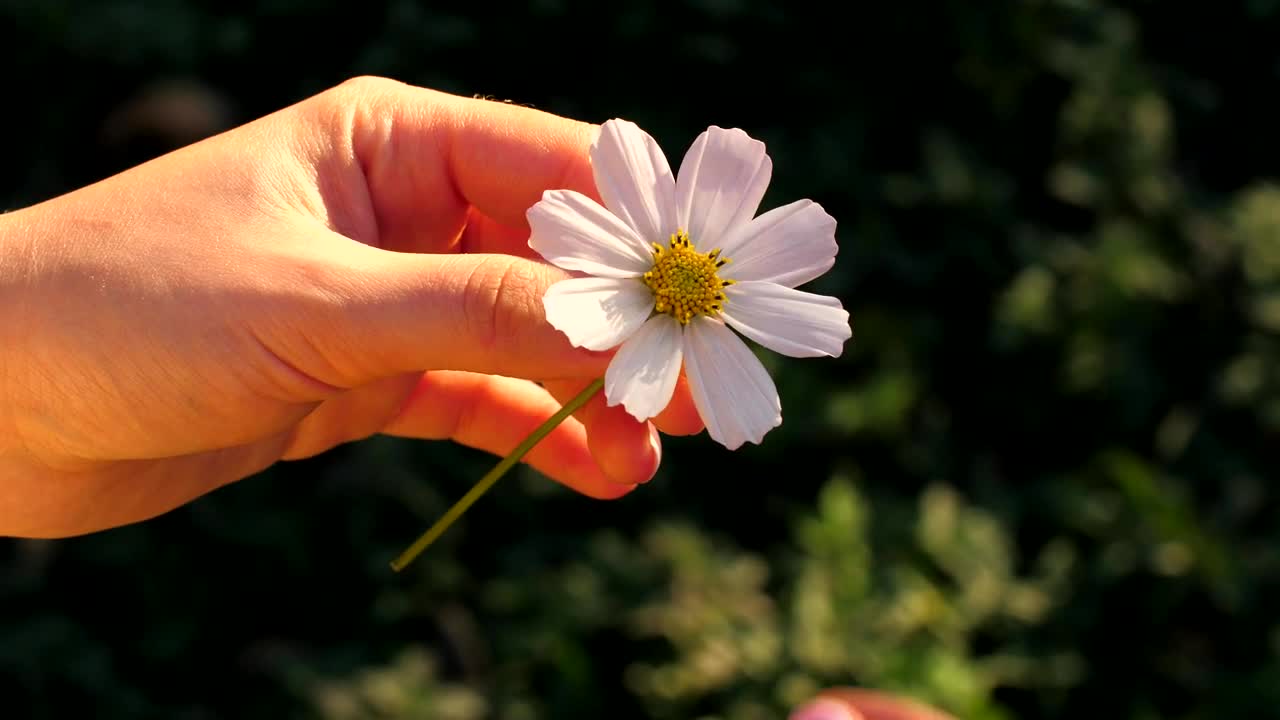Video Stock Person Plucking Petals From A Chamomile Flower Live Wallpaper Free