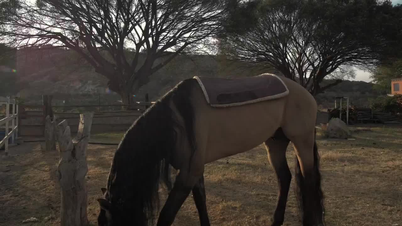 Video Stock Person Puts A Saddle On A Horse Live Wallpaper Free