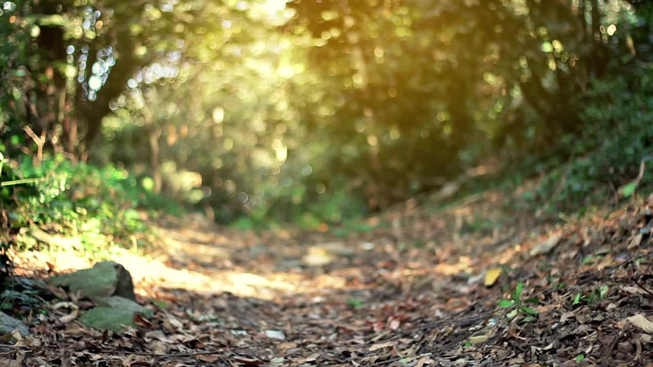 Video Stock Person Running Away From Something In A Forest Live Wallpaper Free