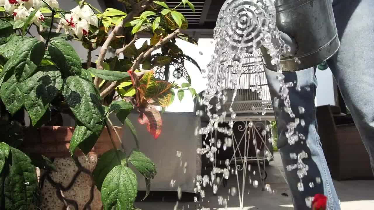 Video Stock Person Watering Plants In A Garden Live Wallpaper Free