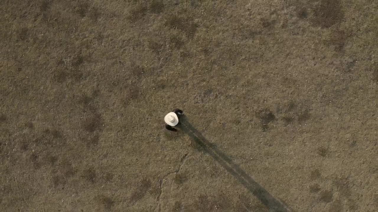 Video Stock Person With A Horse Trotting Around Them Live Wallpaper Free