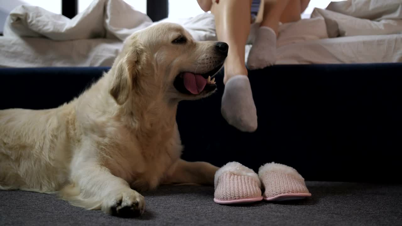 Video Stock Pet Dog Waiting By The Bed Live Wallpaper Free