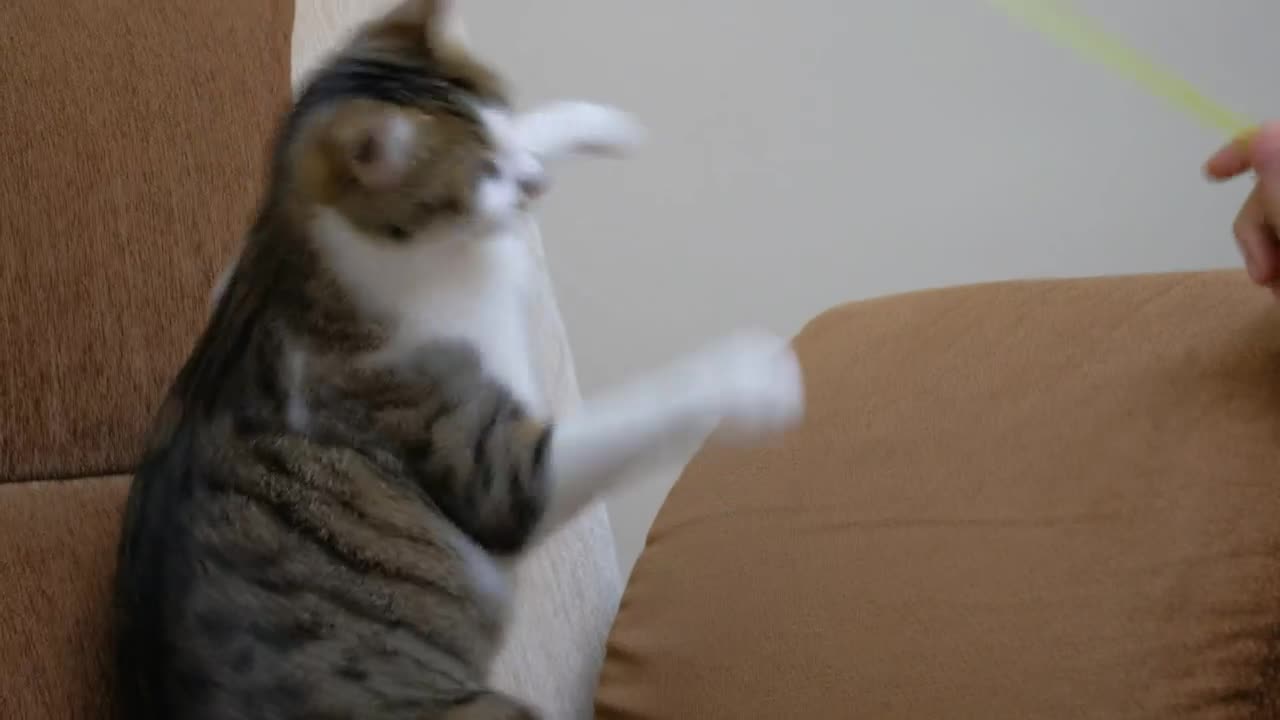 Video Stock Pet Owner Playing With A Cute Cat Live Wallpaper Free