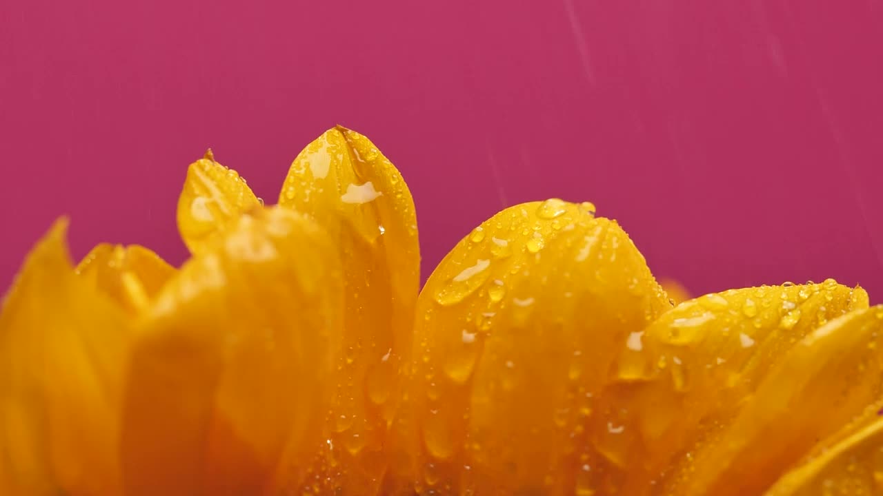 Video Stock Petals Of A Sunflower Being Watered Live Wallpaper Free