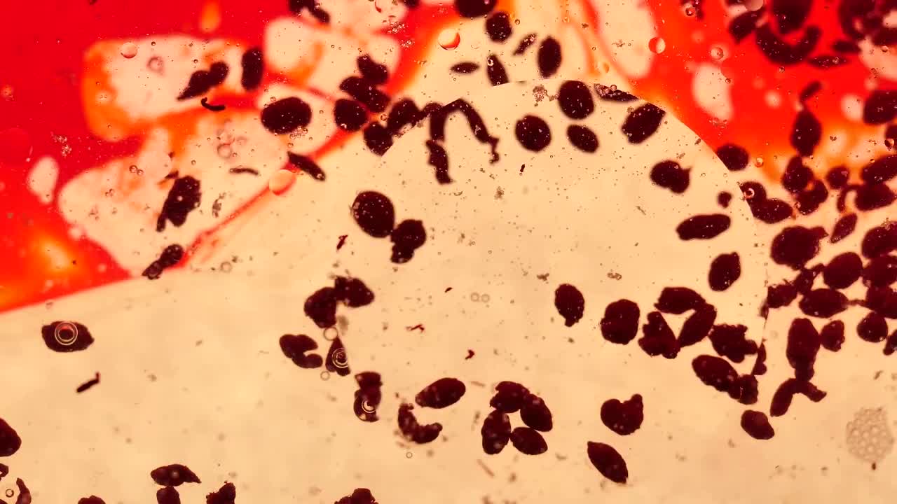 Video Stock Petri Blood Cells Live Wallpaper Free