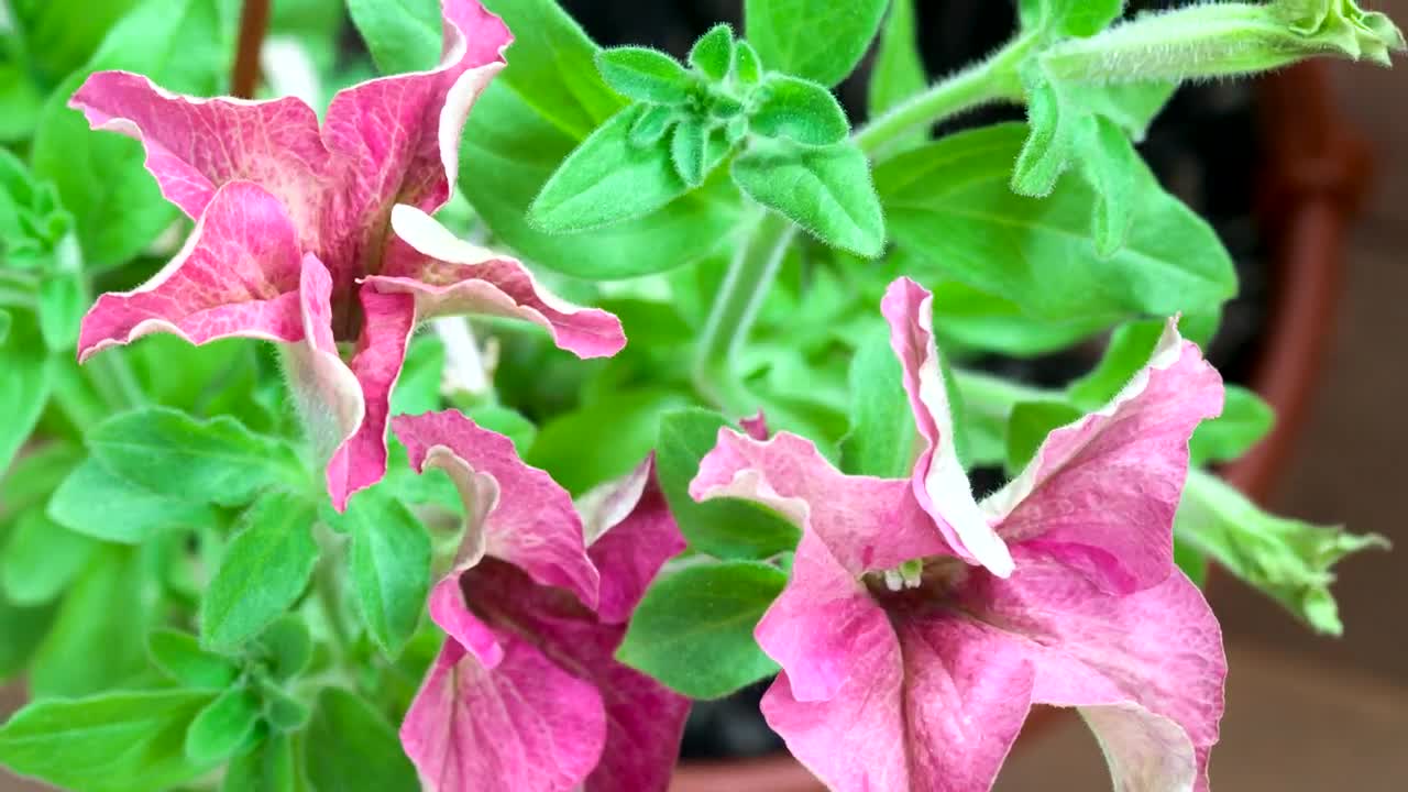 Video Stock Petunia Blossom In Slow Motion Live Wallpaper Free
