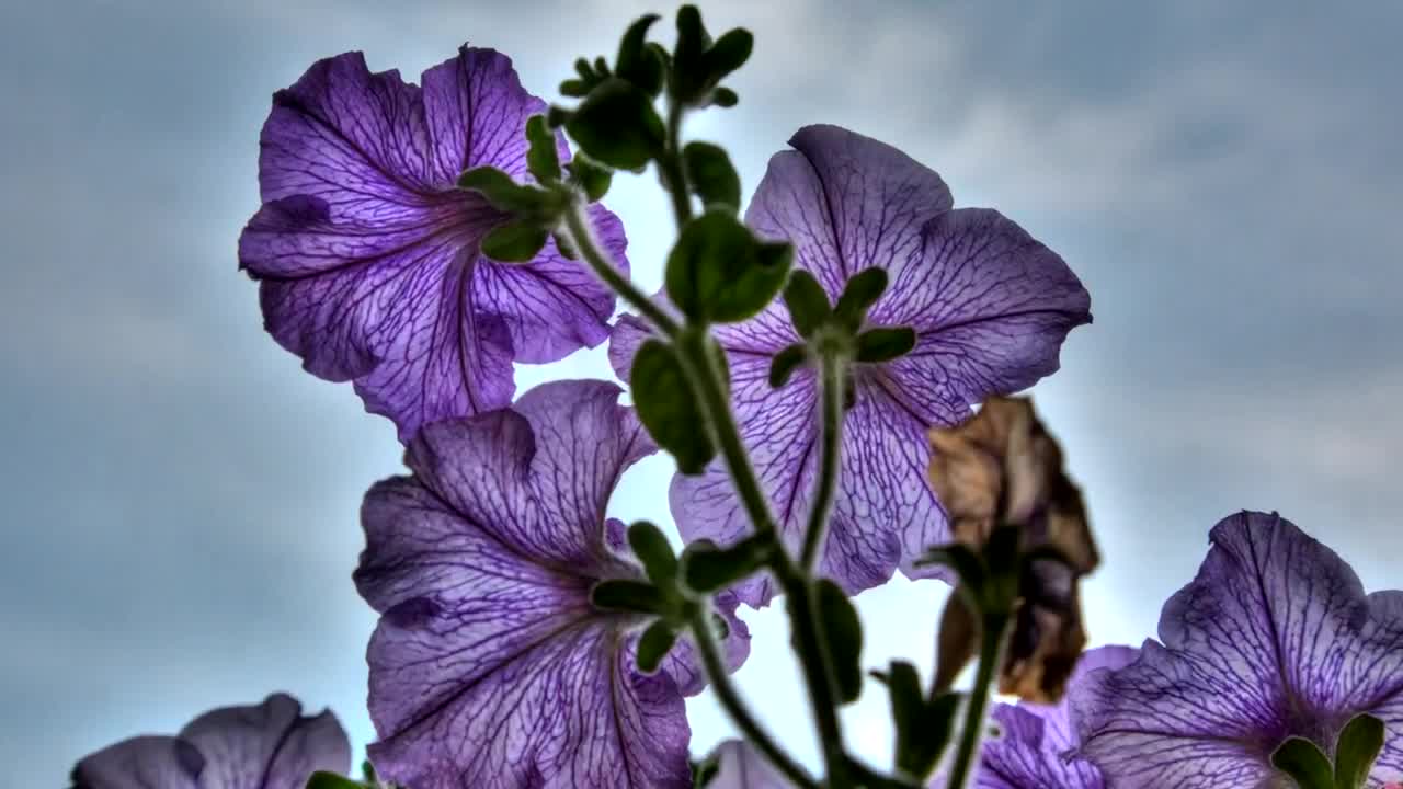 Video Stock Petunia Flowers Close Up Live Wallpaper Free