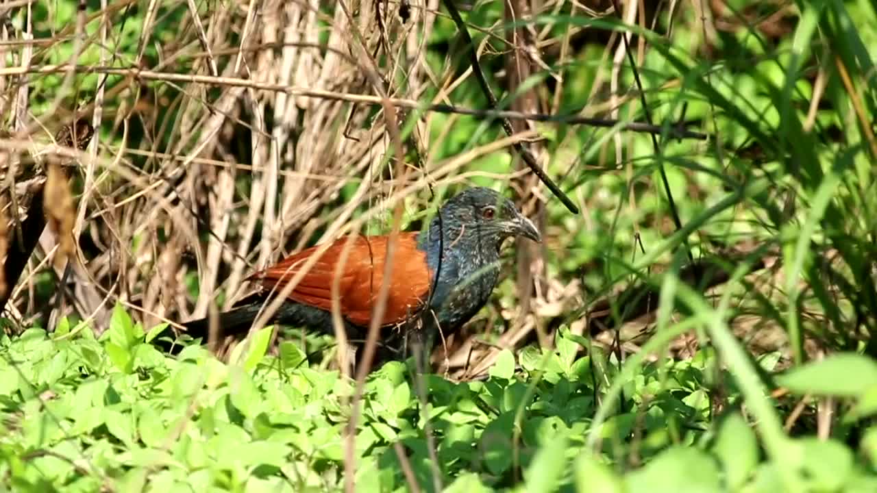 Video Stock Pheasant On The Forest Floor Live Wallpaper Free