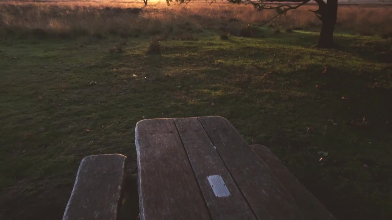 Video Stock Picnic Bench In The Woods Live Wallpaper Free
