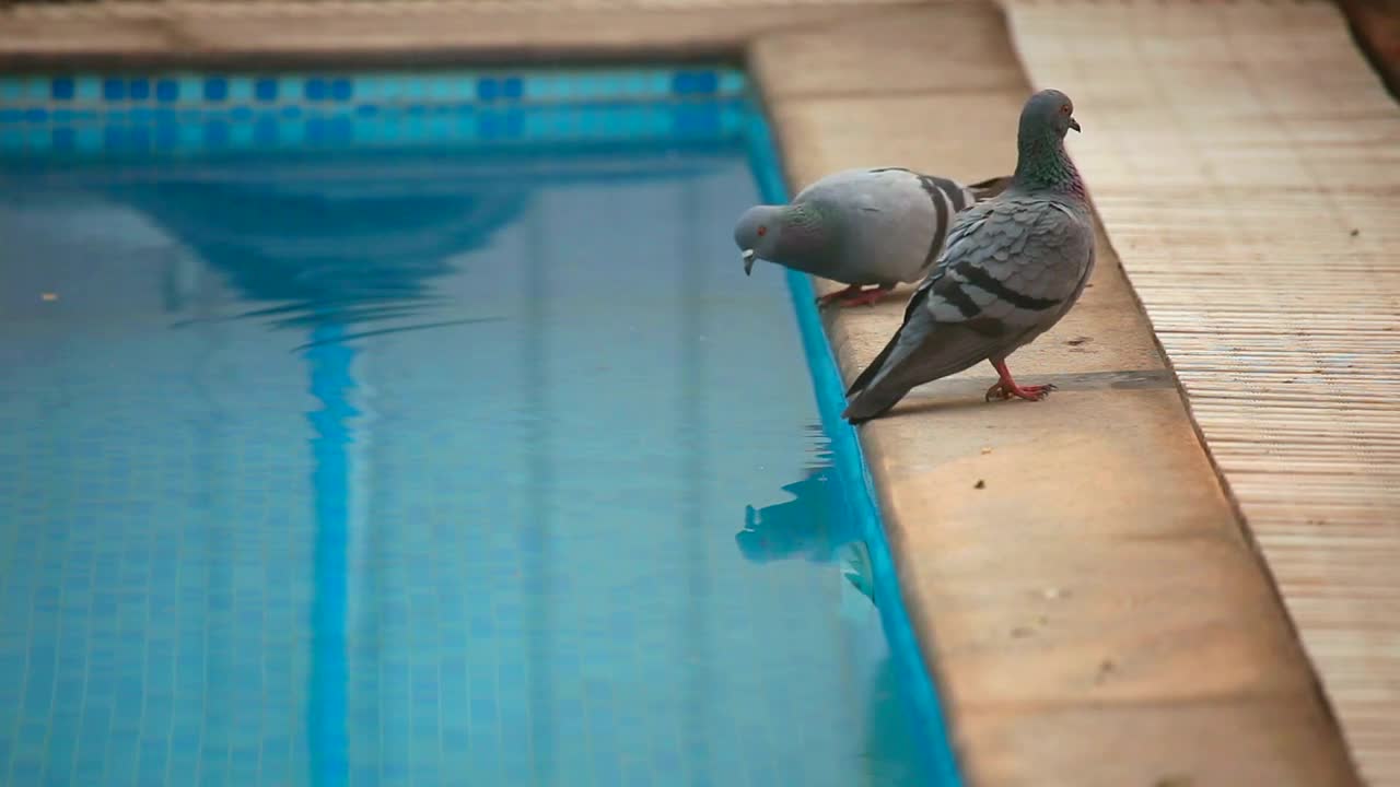 Video Stock Pigeons By The Swimming Pool Live Wallpaper Free