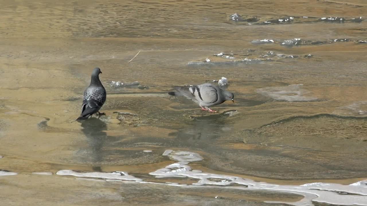 Video Stock Pigeons Drinking Water In A Frozen River Live Wallpaper Free