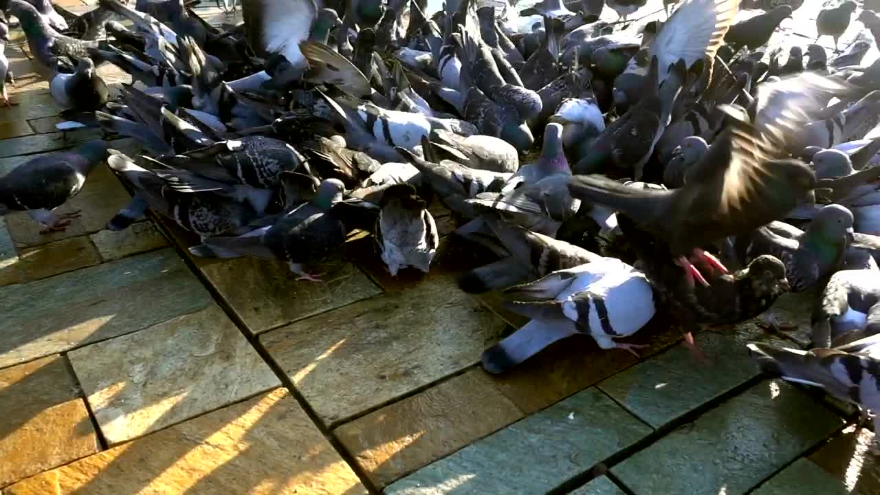 Video Stock Pigeons Eating In The Street Live Wallpaper Free
