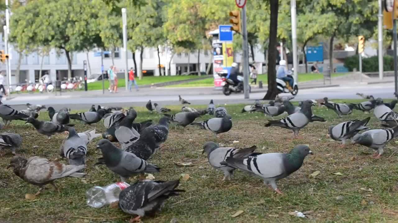 Video Stock Pigeons Feeding In A Dirty Park Live Wallpaper Free