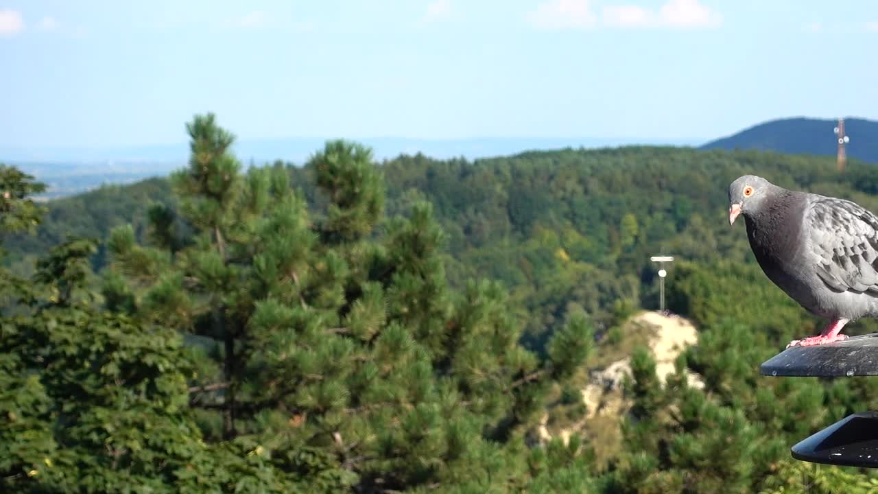 Video Stock Pigeons On A Metal Light Live Wallpaper Free