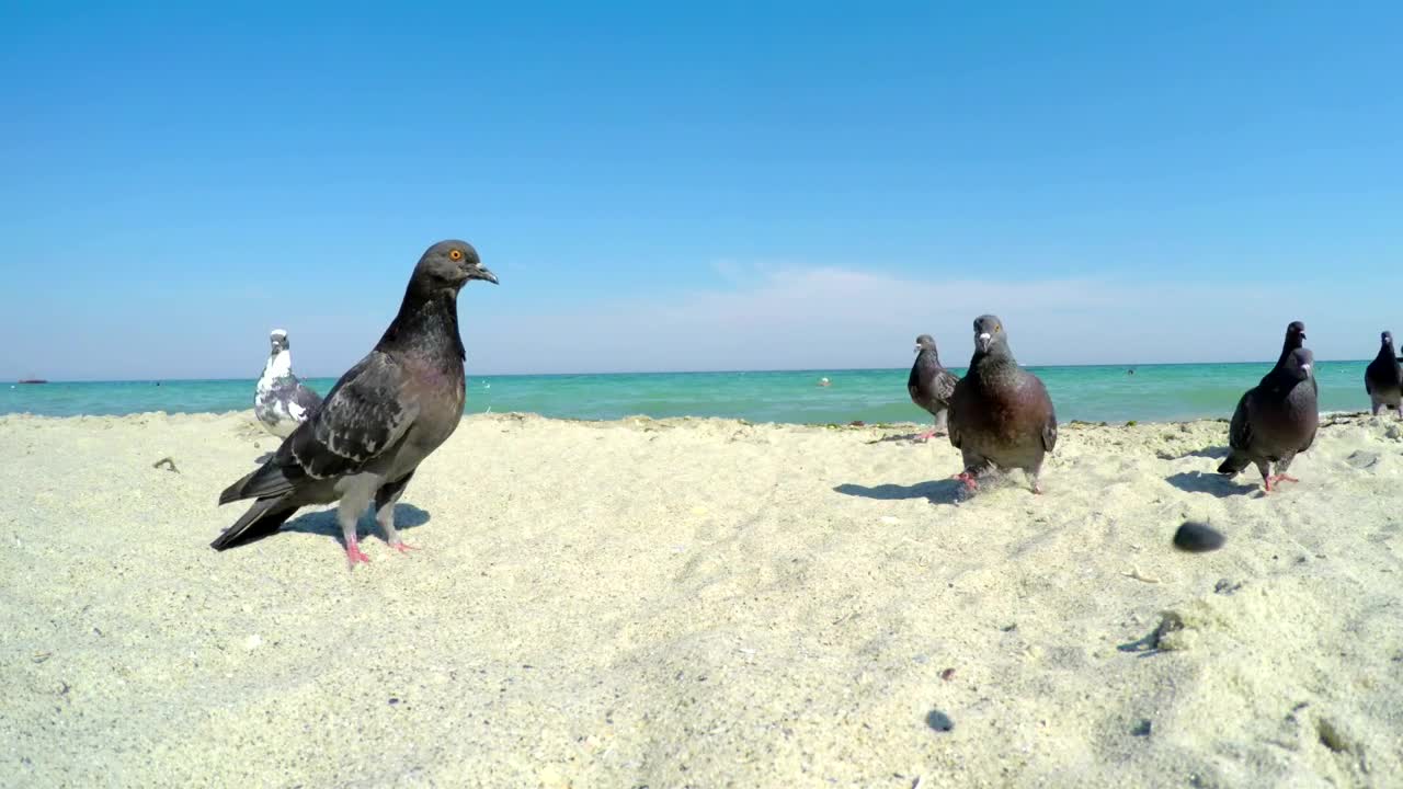 Video Stock Pigeons On A Sandy Beach Live Wallpaper Free