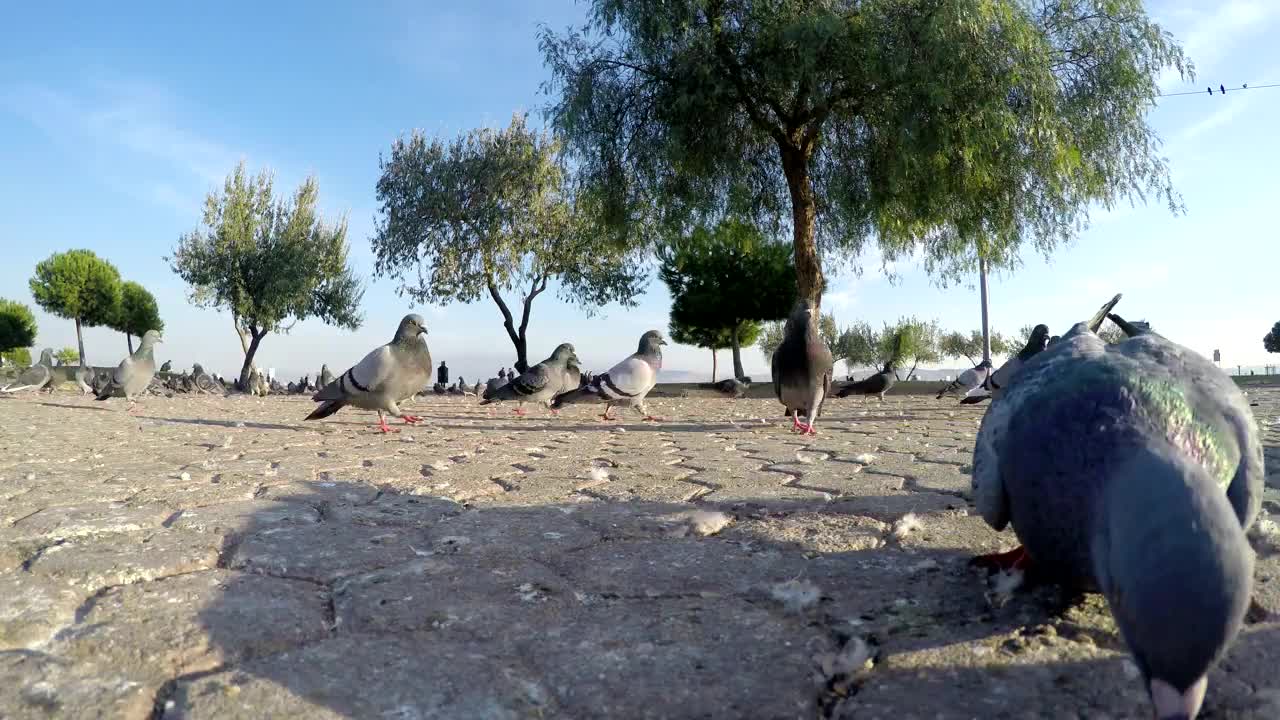 Video Stock Pigeons Searching For Food Ground Shot Live Wallpaper Free