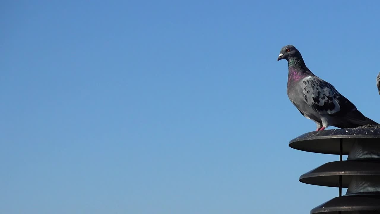 Video Stock Pigeons Sitting Together Live Wallpaper Free
