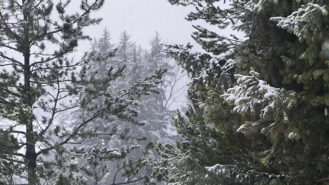Video Stock Pine Branches In Winter Live Wallpaper Free
