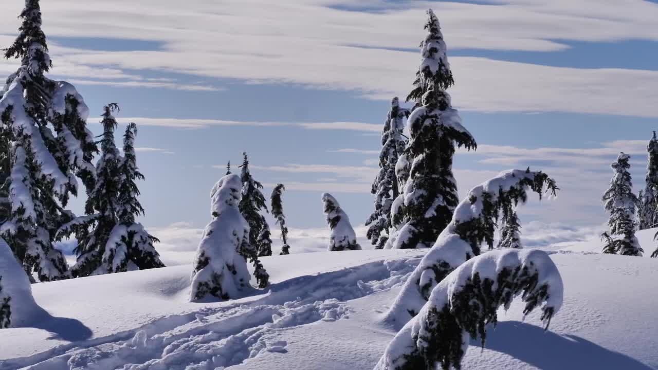 Video Stock Pine Forest Covered With Snow On A Hill In Canada Live Wallpaper Free