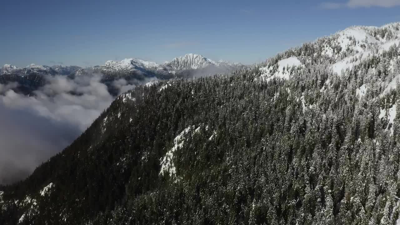 Video Stock Pine Forest On A Snowy Mountain Live Wallpaper Free