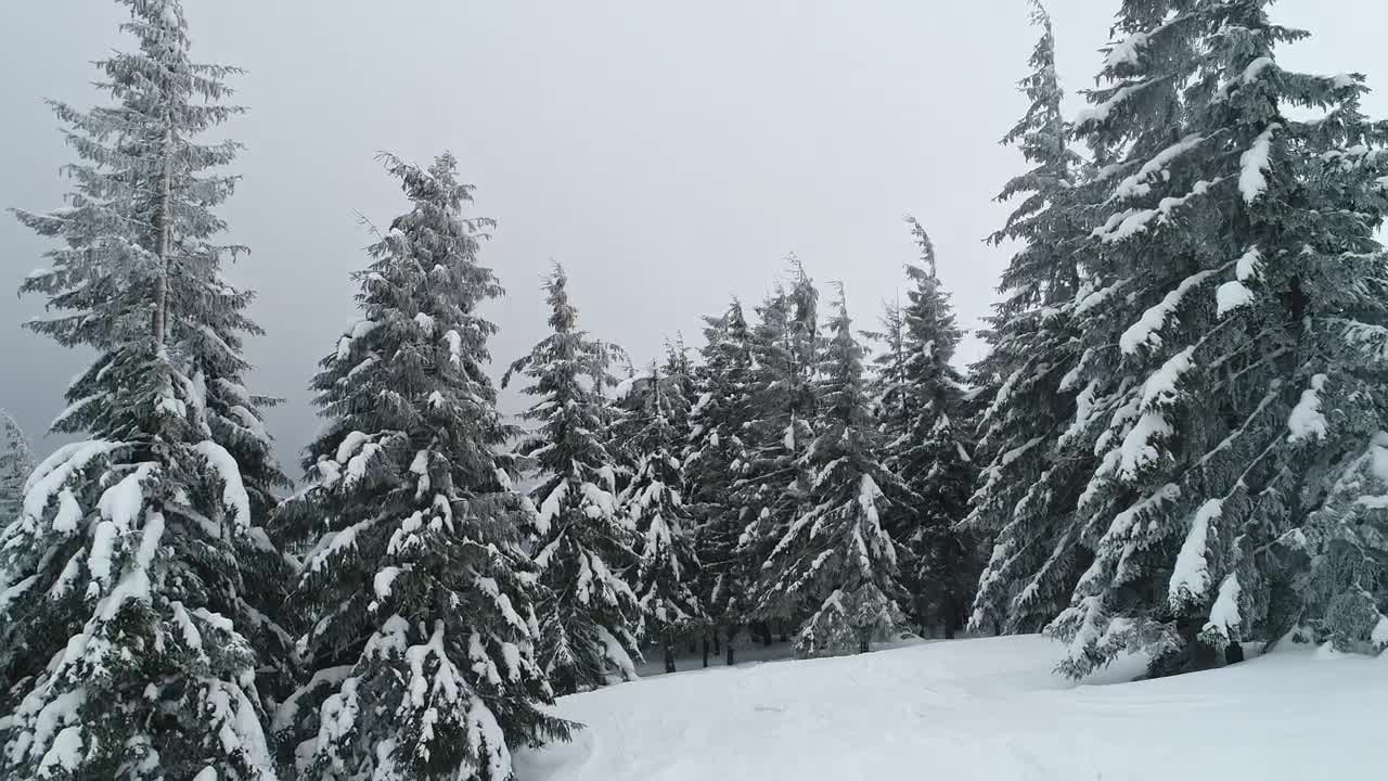Video Stock Pine Trees Covered In Snow And Fog Live Wallpaper Free