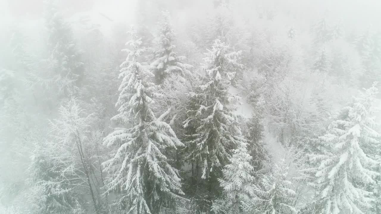 Video Stock Pine Trees Covered With Snow And Fog In Winter Live Wallpaper Free