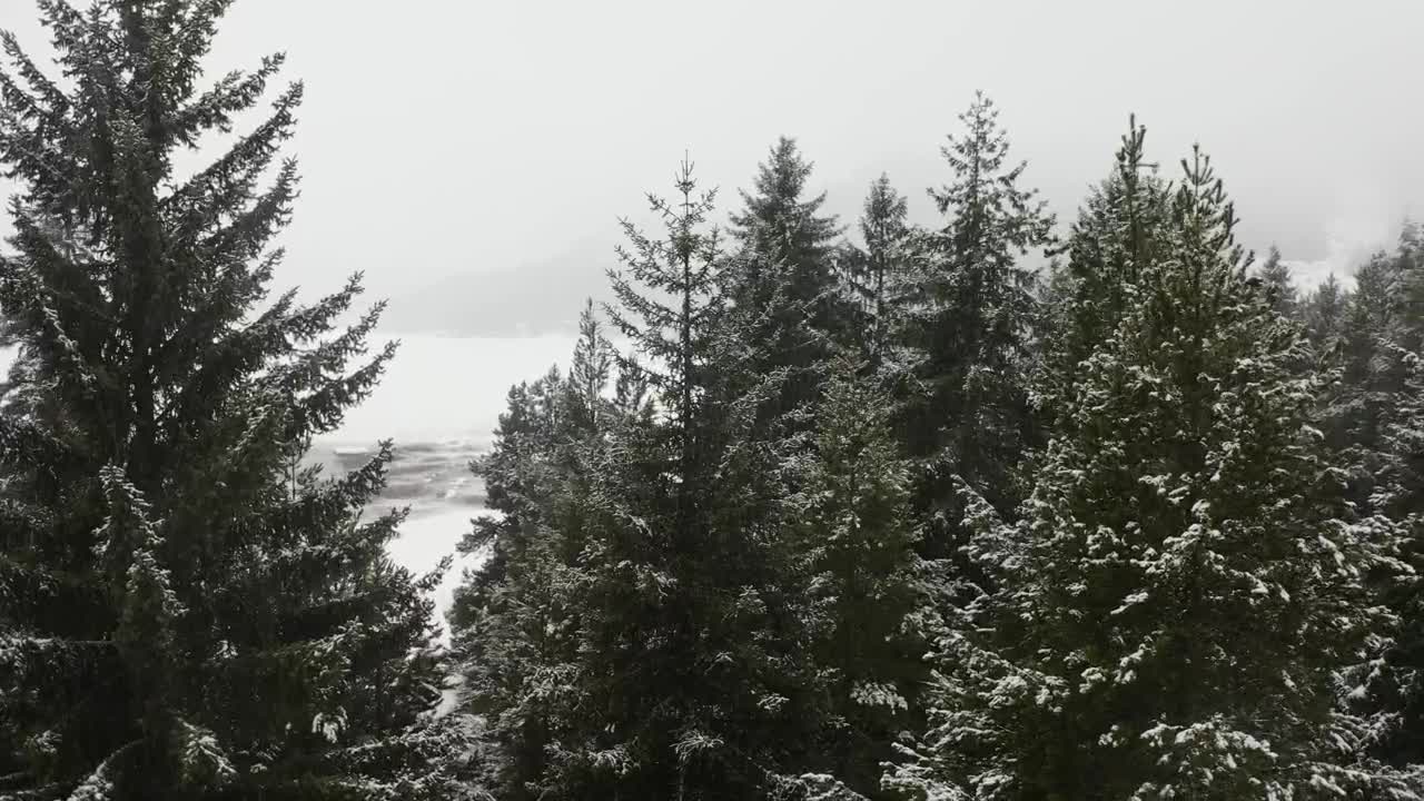 Video Stock Pine Trees In A Snowy Forest Live Wallpaper Free