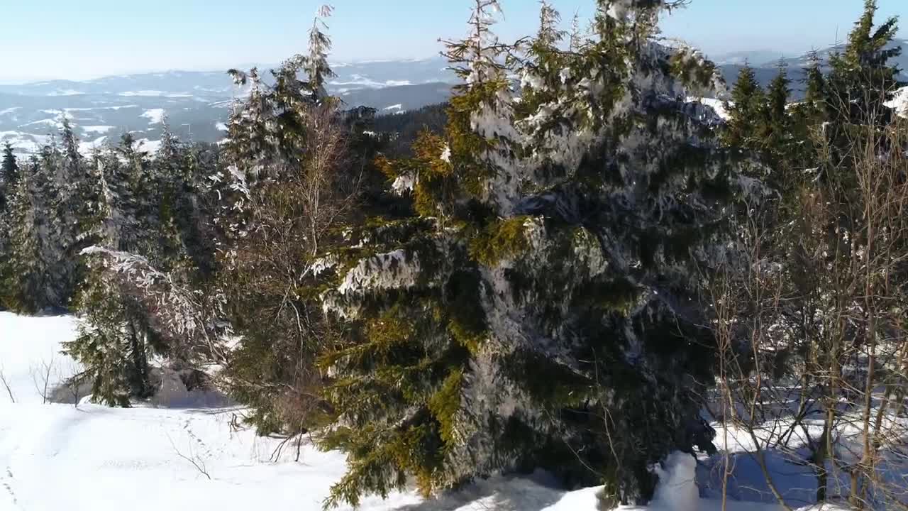 Video Stock Pine Trees In A Forest In Winter Live Wallpaper Free