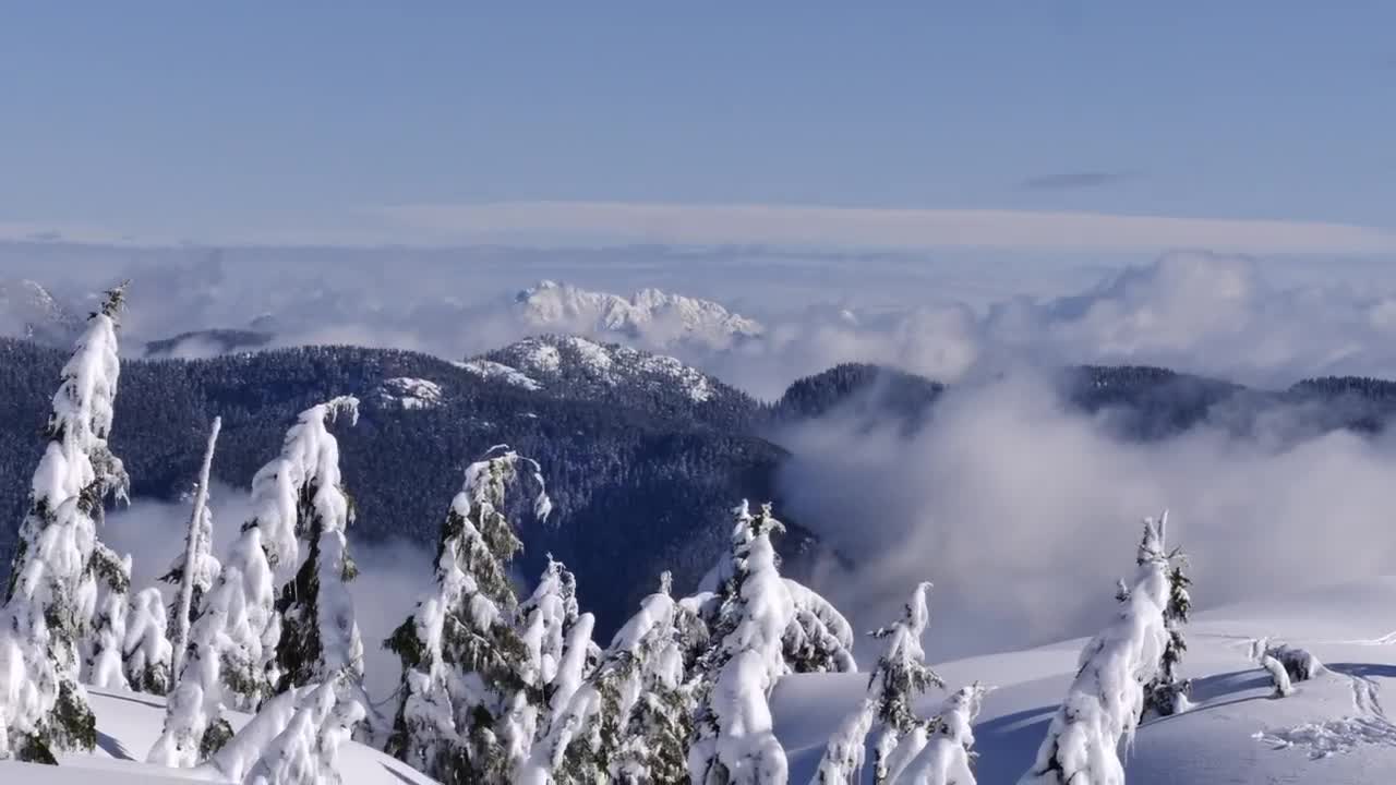 Video Stock Pine Trees Under A Heavy Layer Of Snow Live Wallpaper Free
