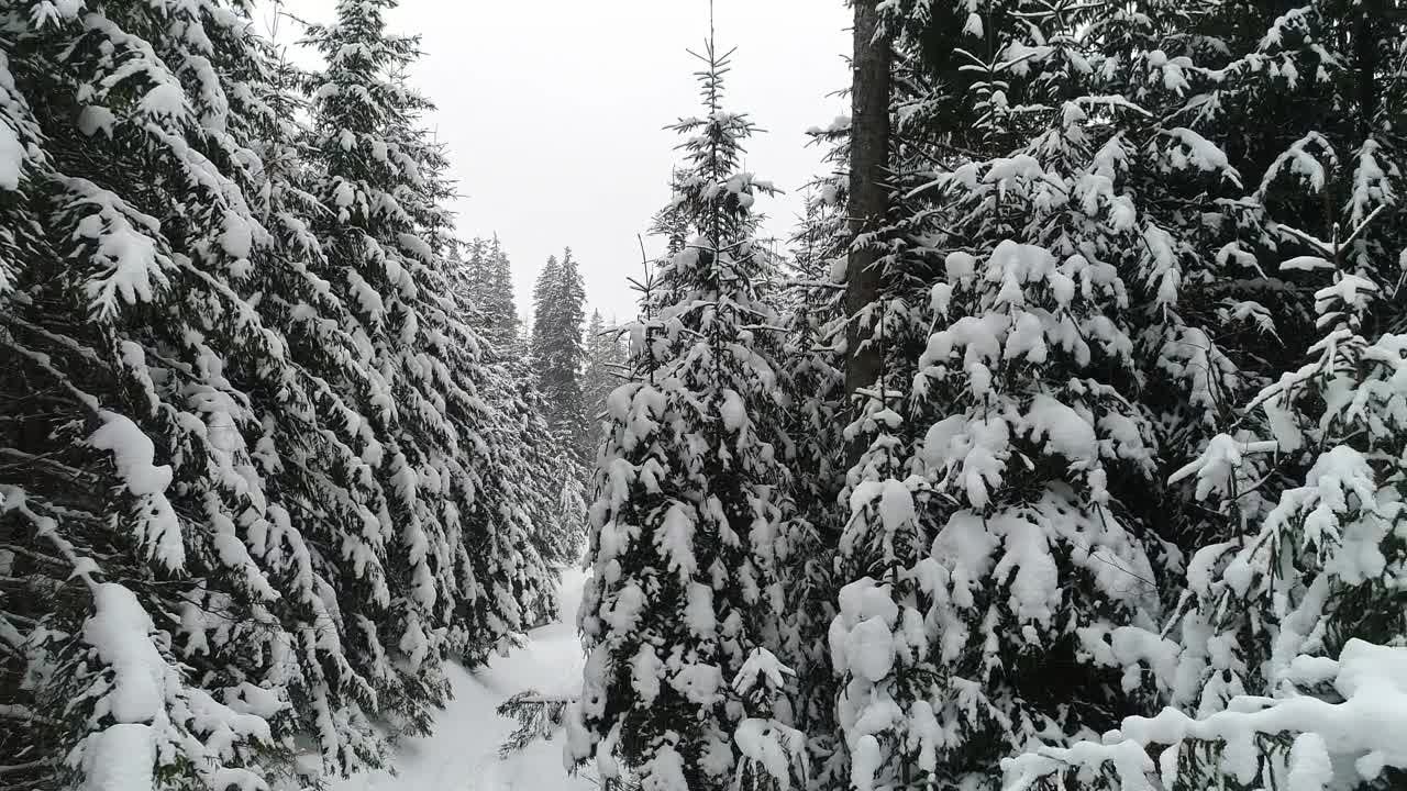 Video Stock Pine Trees With Snowflakes On Their Branches Live Wallpaper Free