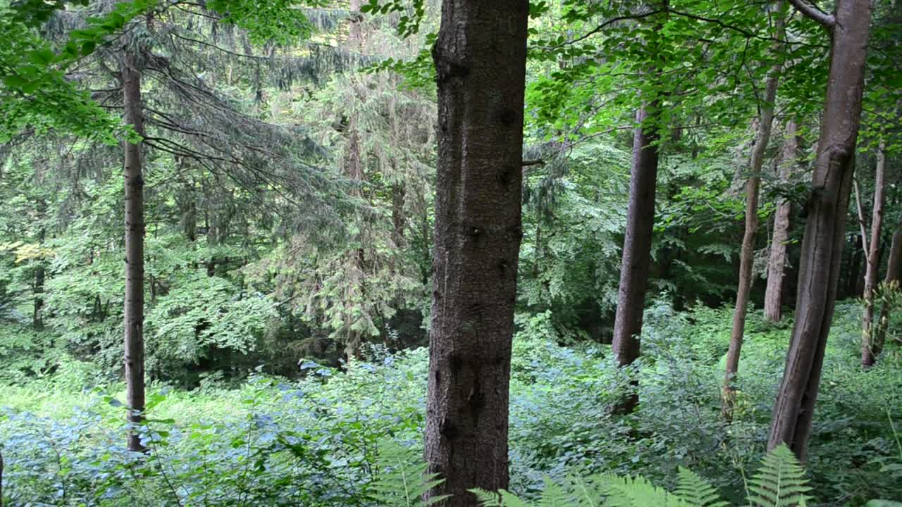 Video Stock Pines After The Rain Live Wallpaper Free