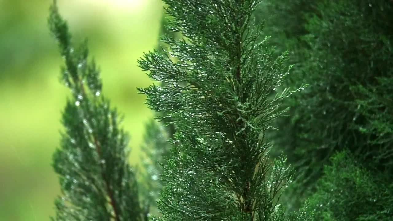 Video Stock Pines After A Spring Shower Live Wallpaper Free