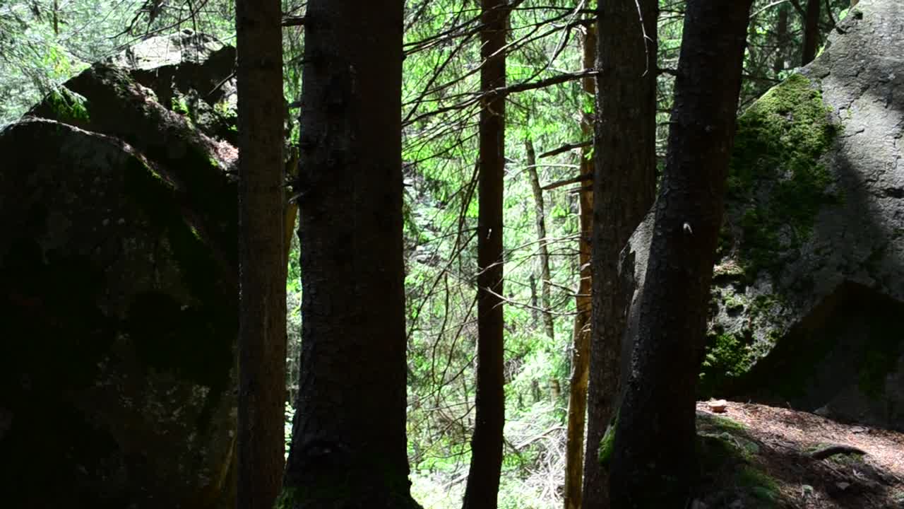 Video Stock Pines Casting A Shadow Live Wallpaper Free