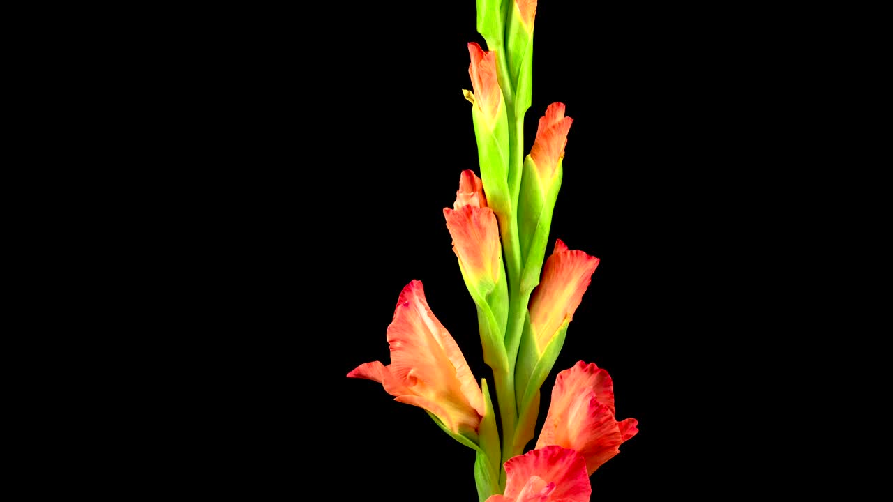 Video Stock Pink And White Flower Opening Live Wallpaper Free