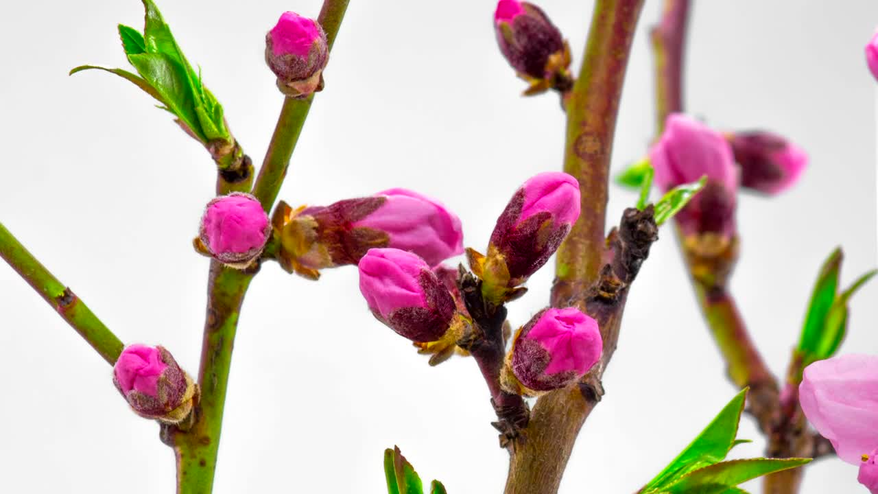 Video Stock Pink Cherry Trees Flowers Opening Live Wallpaper Free